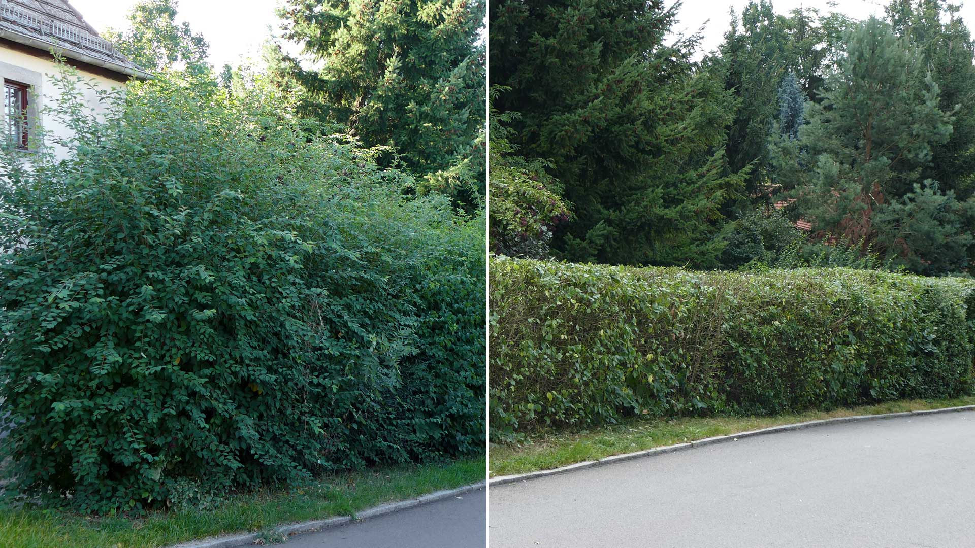 Schnitt von Hecken - Baumarbeiten und Gartengestaltung F. Deppner